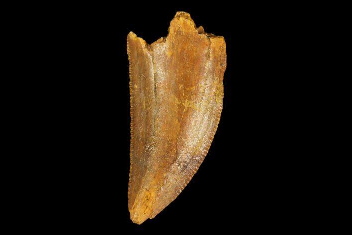 Serrated, Raptor Tooth - Real Dinosaur Tooth #124278